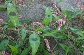 红姜的图片,色泽鲜艳的调味佳品，探寻其独特魅力